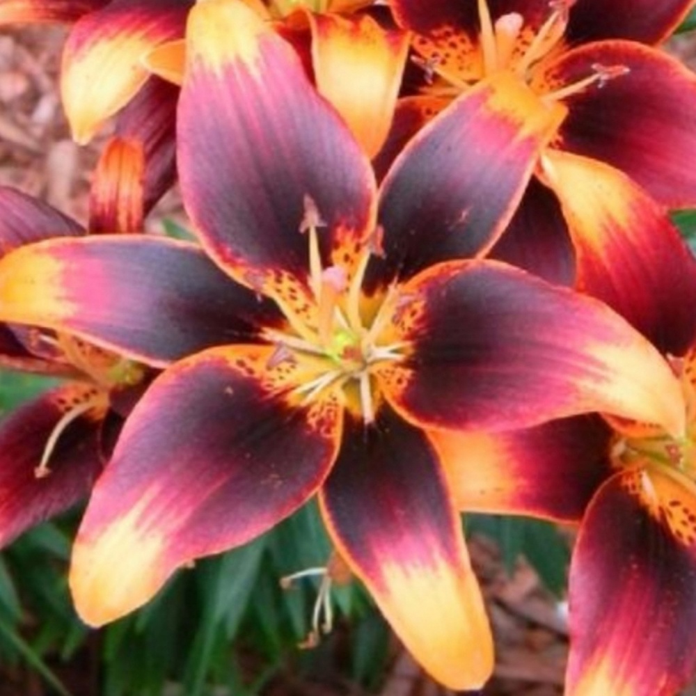 Meet your Posher, Lesli